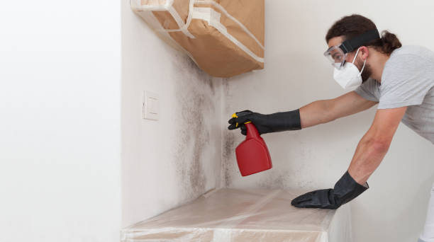 Professional Basement Mold Remediation technician working in Wylie, TX