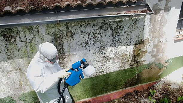 Top rated local Basement Mold Remediation specialists in Wylie, TX